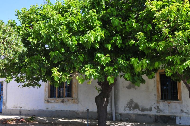 Morus alba / Gelso bianco